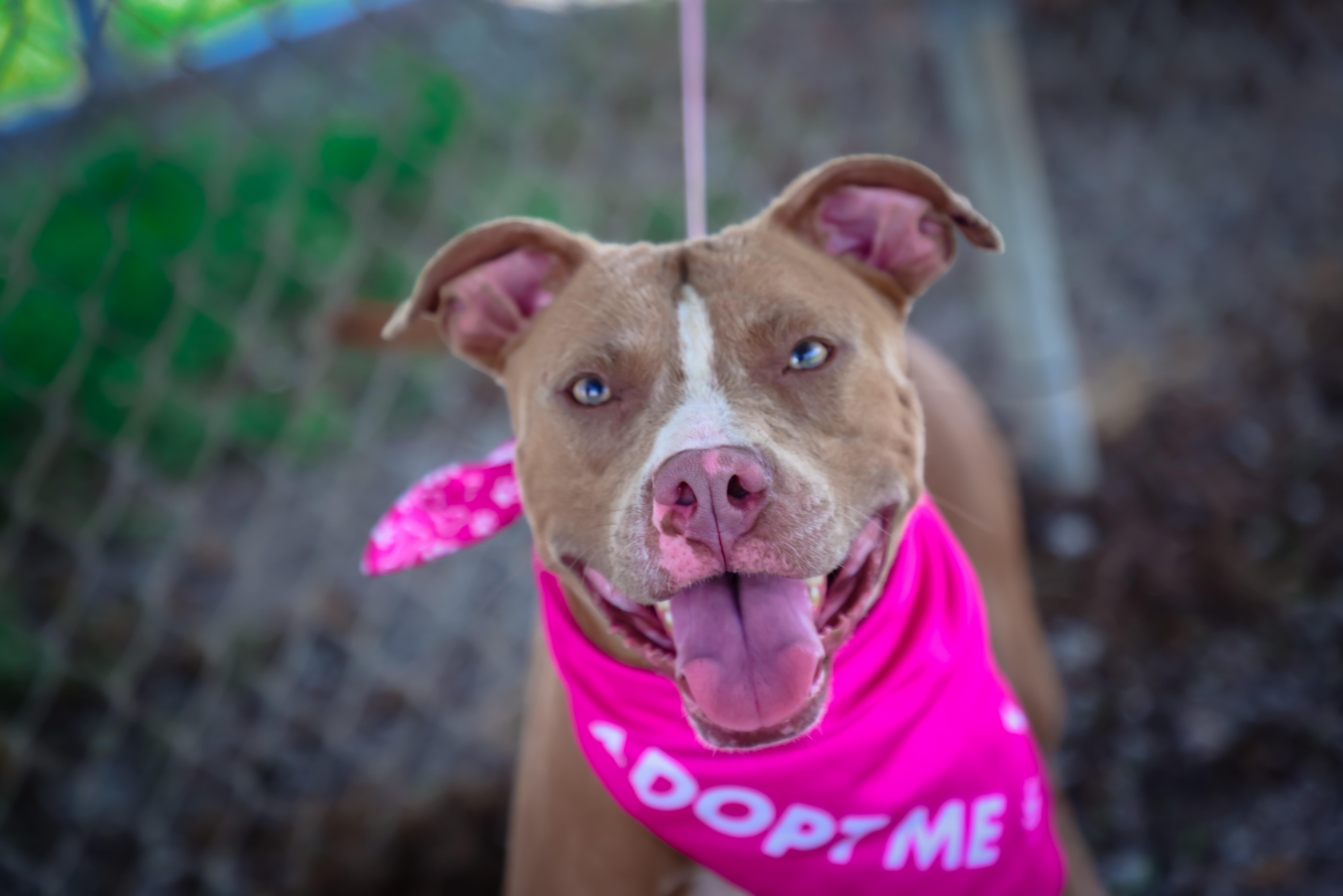 A young medium-sized female Golden American Staffordshire Terrier dog named Bitsy for adoption in Lewisburg, TN