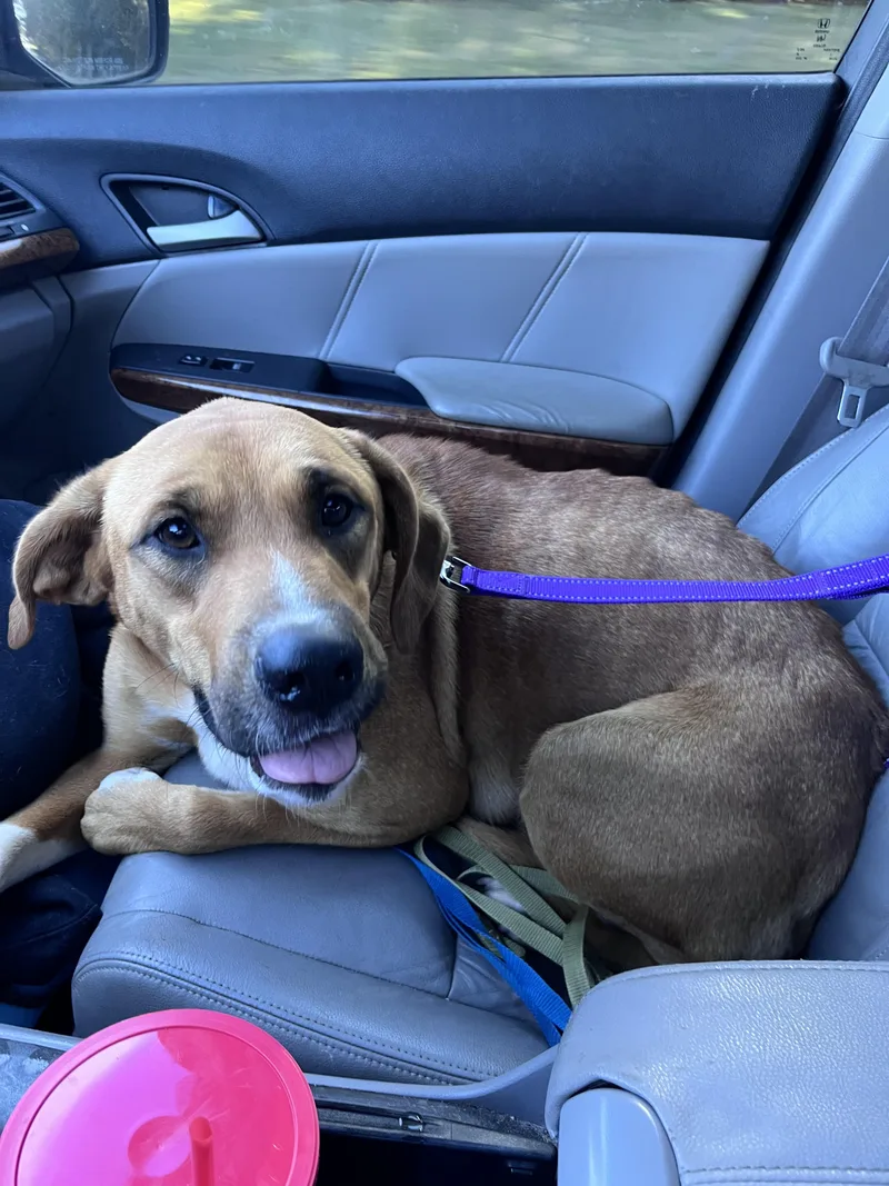 An adult large-sized female Saint Bernard dog named Zippy for adoption in Winder, GA