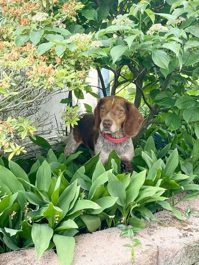 An adult small-sized male Beagle dog named Red for adoption in Oswego, IL