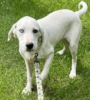 A baby large-sized male White / Cream Labrador Retriever dog named Luke Duke for adoption in Alexandria, LA