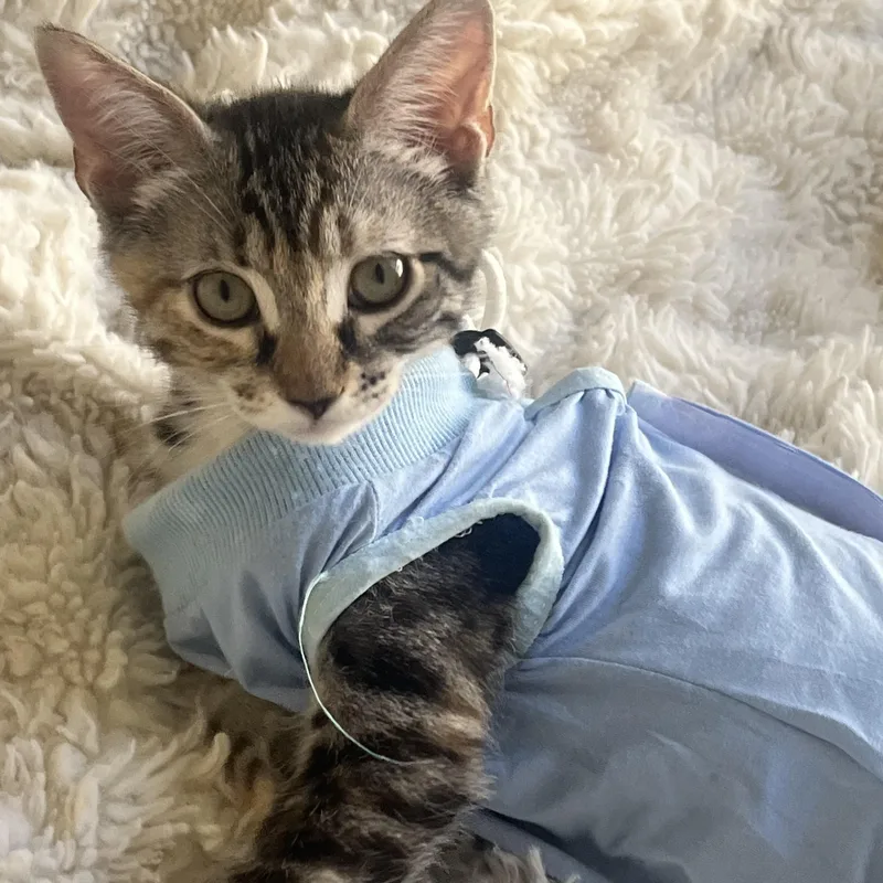 A baby medium-sized female Tabby (Brown / Chocolate) Domestic Short Hair cat named Winky for adoption in Davis, CA