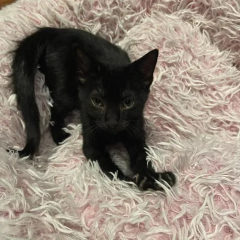 An adult medium-sized male Domestic Short Hair cat named Bandersnatch for adoption in Davie, FL