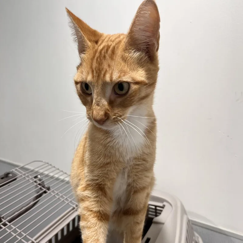A young medium-sized male Orange / Red Domestic Short Hair cat named Rome for adoption in Tampa, FL