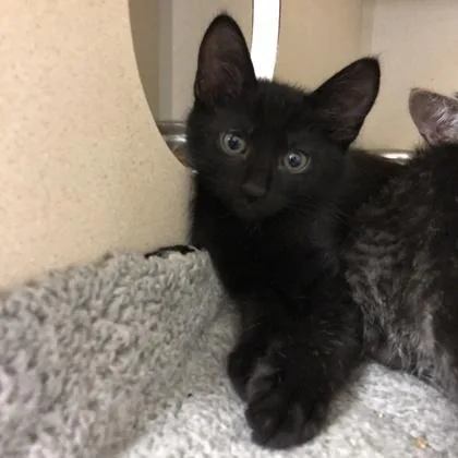 A baby medium-sized male Domestic Short Hair cat named Omar Apollo for adoption in Sacramento, CA