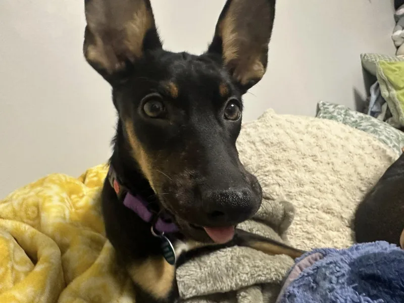 A young medium-sized female Doberman Pinscher dog named Nala for adoption in Breinigsville, PA