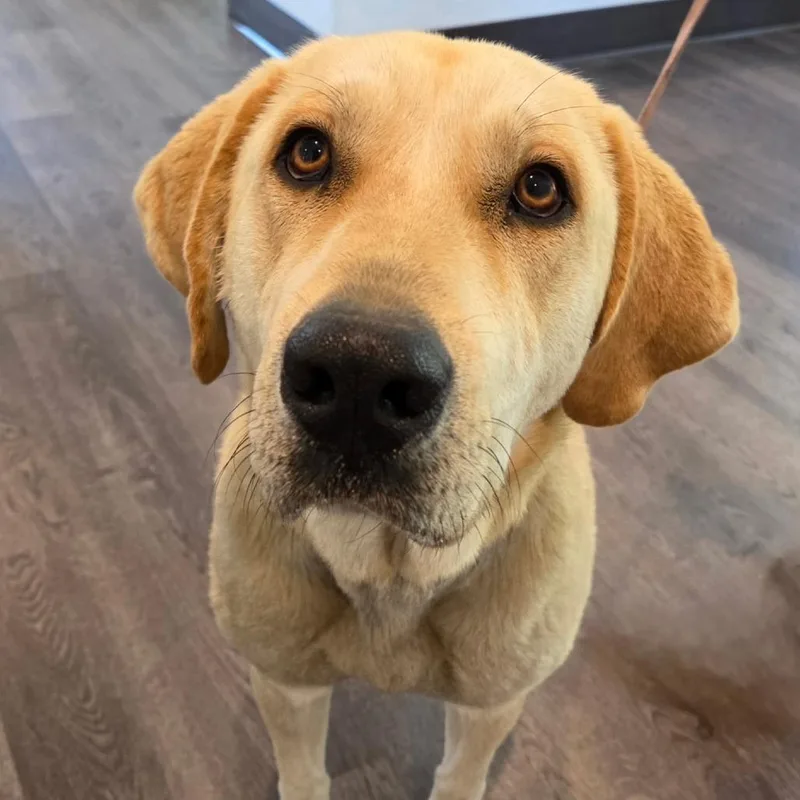 An adult large-sized female Yellow / Tan / Blond / Fawn Labrador Retriever dog named Peaches for adoption in Gloucester, VA
