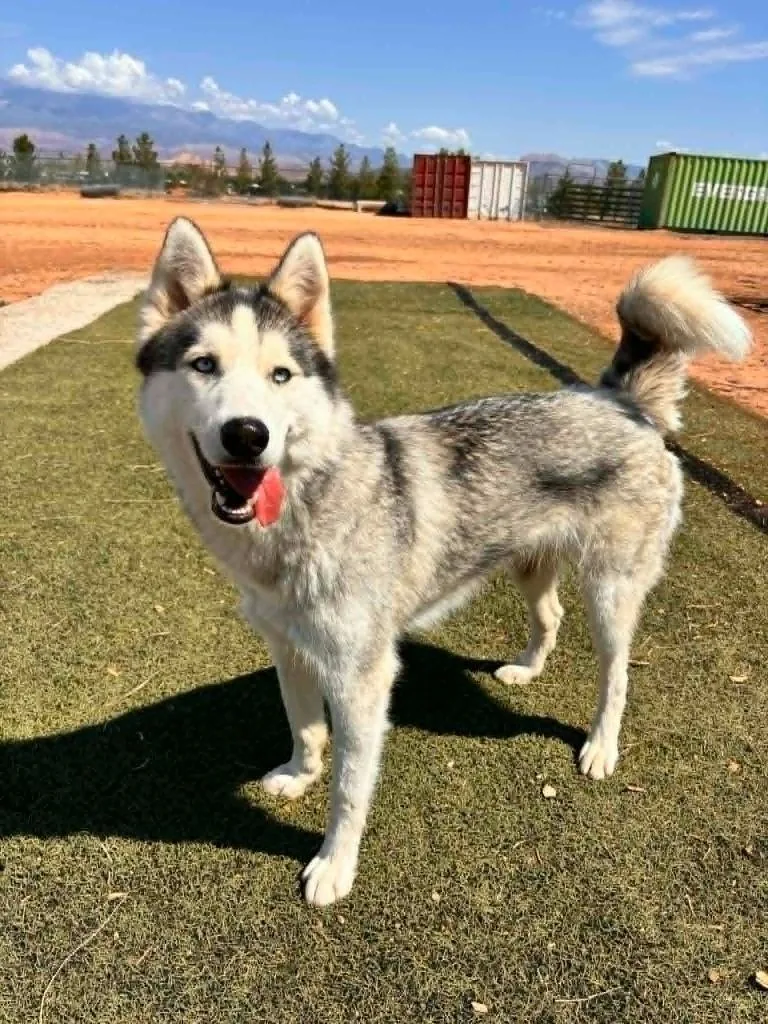 An adult medium-sized male Bicolor Husky dog named Wallabee for adoption in Hurricane, UT