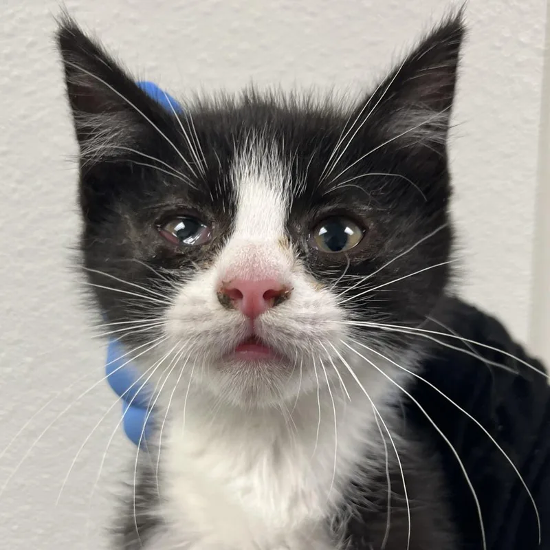 A baby small-sized female Black Domestic Short Hair cat named Mj for adoption in Harrisonburg, VA