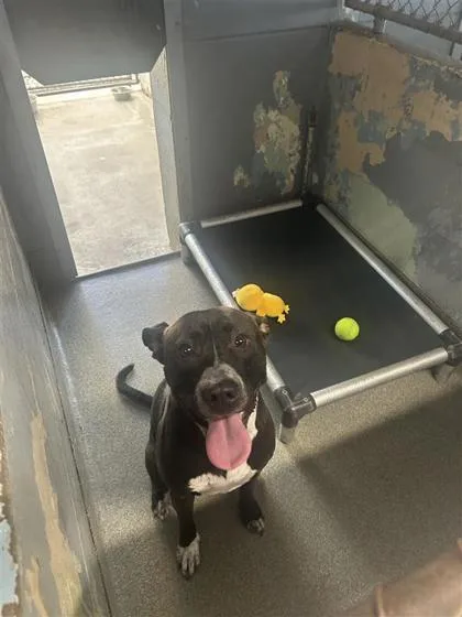 An adult large-sized female Mixed Breed dog named Kali for adoption in Largo, FL