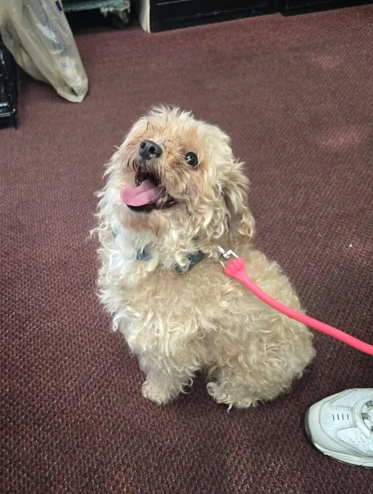 An adult small-sized female Poodle dog named Sassi for adoption in Peoria, IL