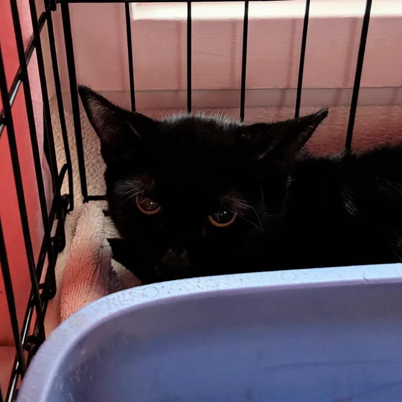 An adult medium-sized female Black Domestic Short Hair cat named Glinda for adoption in Tacoma, WA