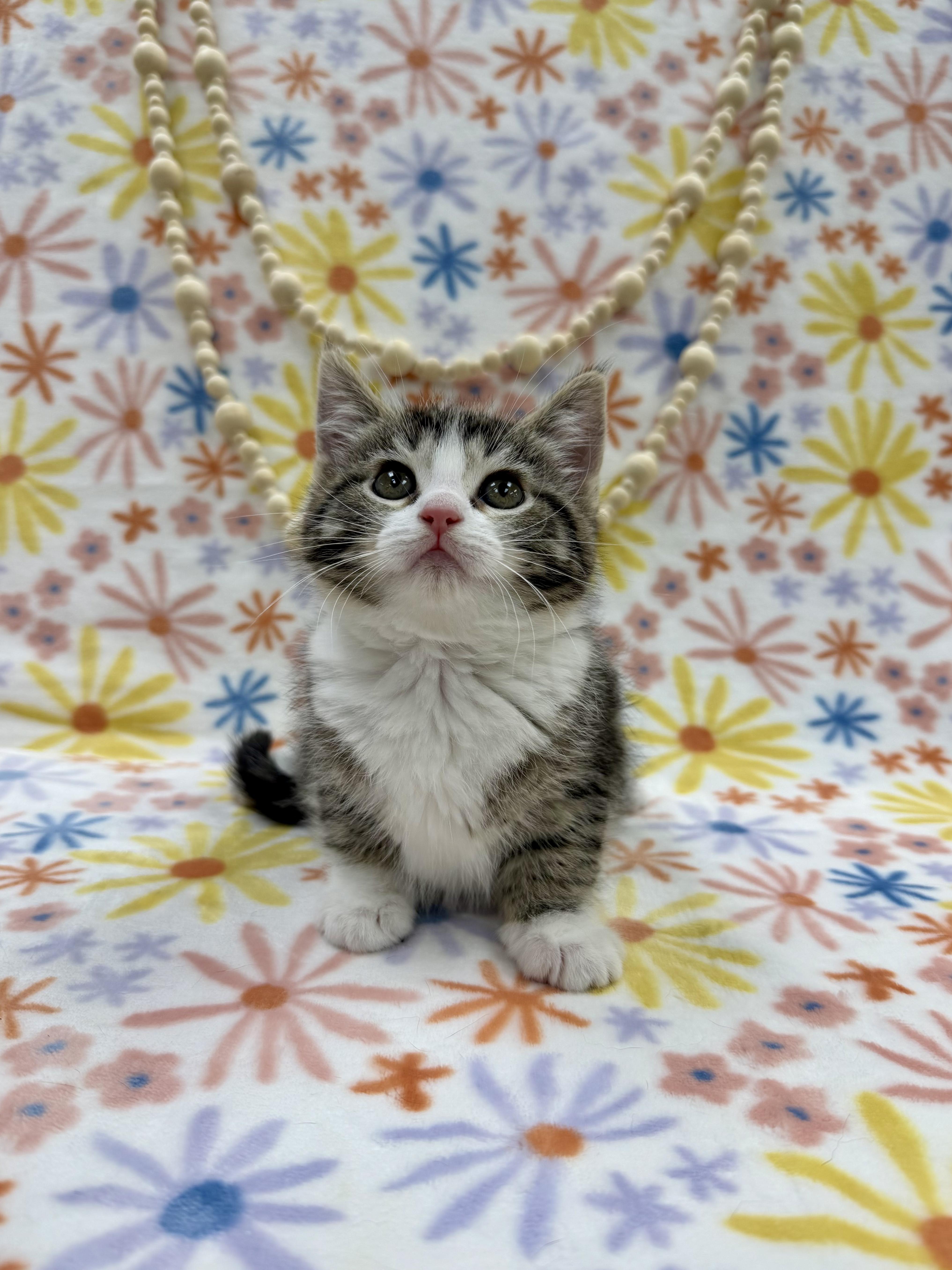 A baby medium-sized female Tabby (Buff / Tan / Fawn) Domestic Short Hair cat named Joan for adoption in Columbus, OH