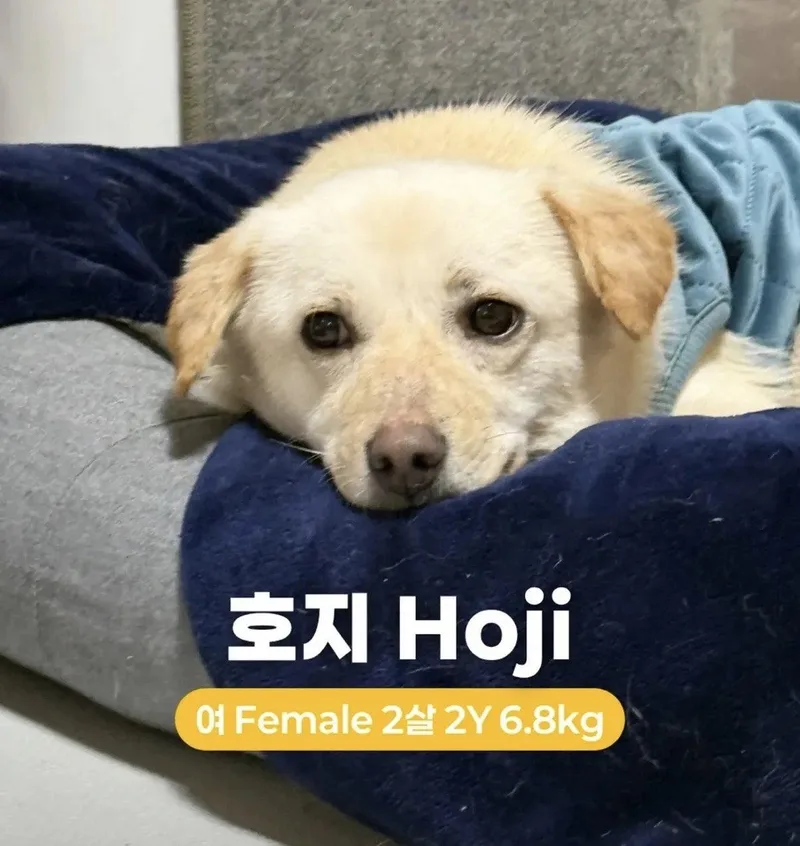A young small-sized male Corgi dog named Hoji for adoption in Agoura Hills, CA