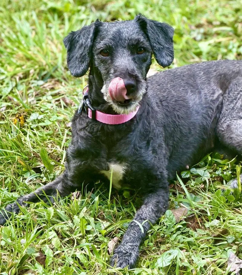 An adult medium-sized female Sheep Dog dog named Scotlyn for adoption in Berwick, PA