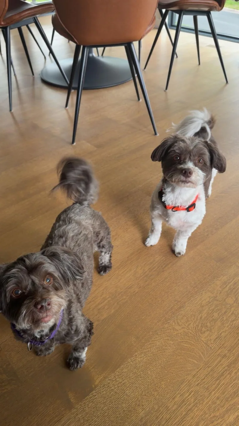 An adult medium-sized male Havanese dog named Gus & Luna for adoption in Lakeville, MN
