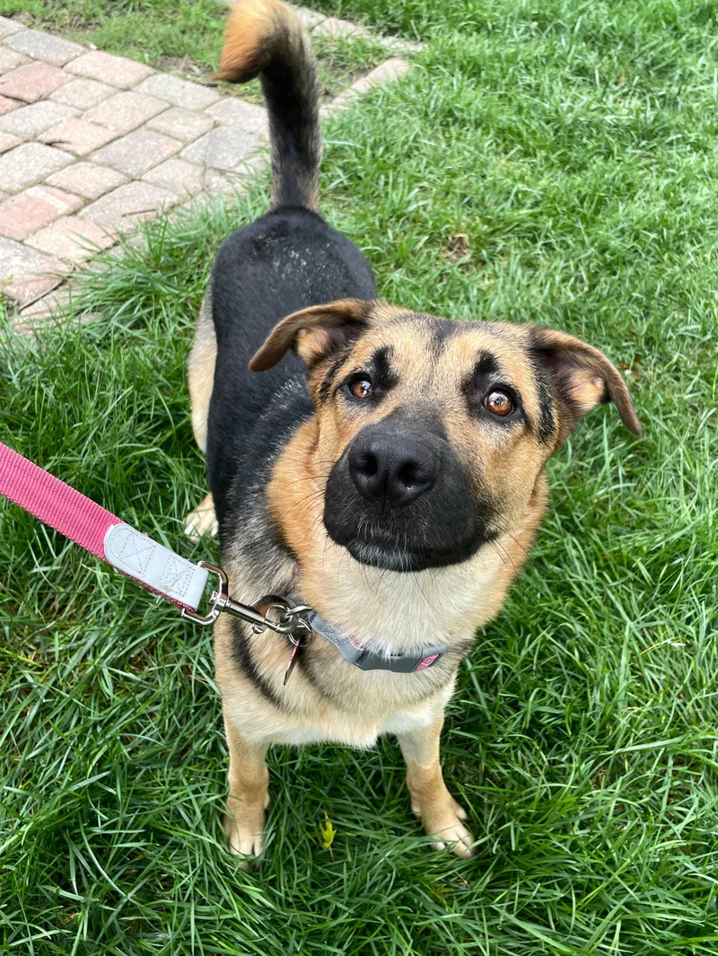 A young medium-sized female German Shepherd Dog dog named Booger for adoption in Detroit, MI