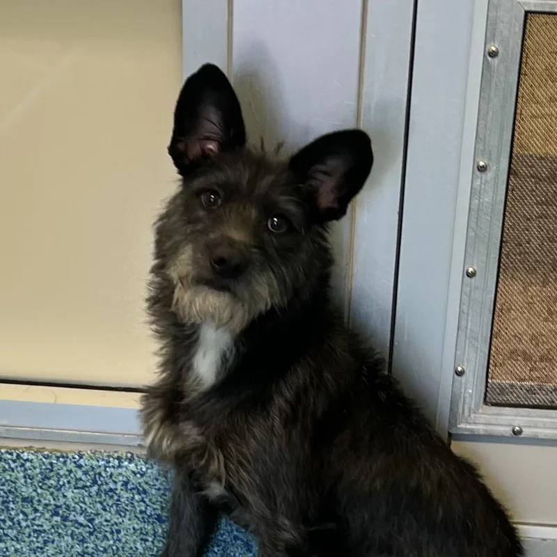 A young small-sized male Black Mixed Breed dog named Mello for adoption in Naples, FL