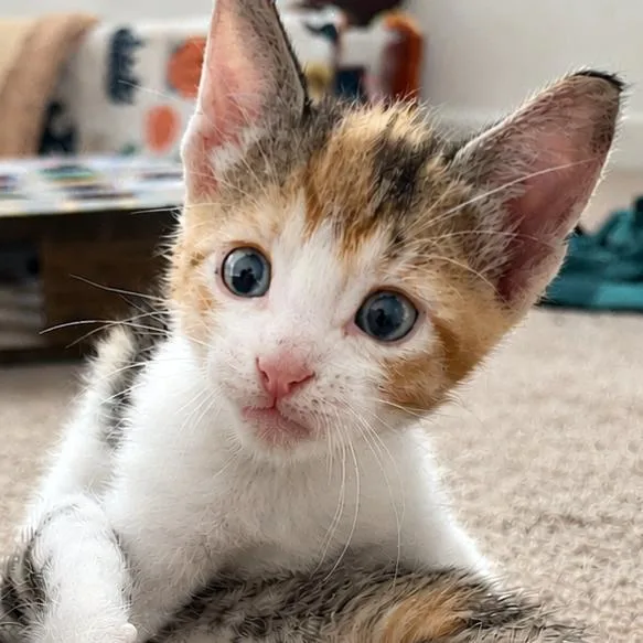A baby small-sized female Orange / Red Domestic Short Hair cat named Zinnia for adoption in Austin, TX