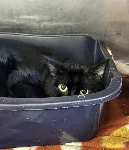 An adult medium-sized male Domestic Short Hair cat named Blackie for adoption in Rhinelander, WI