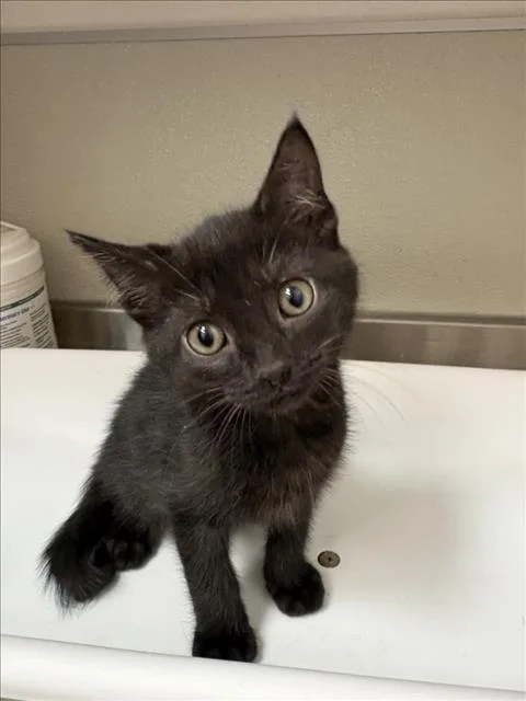 A baby small-sized male Domestic Short Hair cat named Clarence for adoption in Tracy, CA