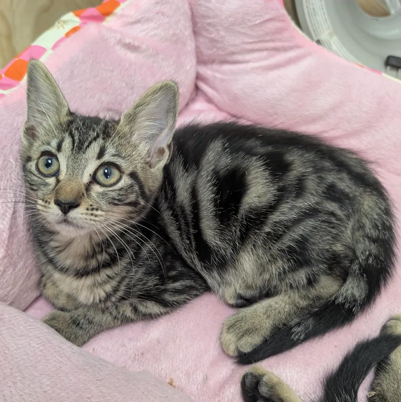 A baby medium-sized female Domestic Short Hair cat named Nebula for adoption in St. Augustine, FL