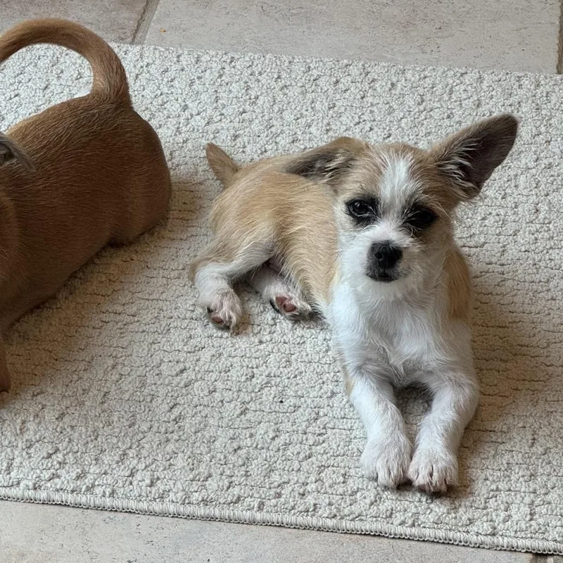 An adult small-sized female Apricot / Beige Terrier dog named Christy for adoption in Oceanside, NY