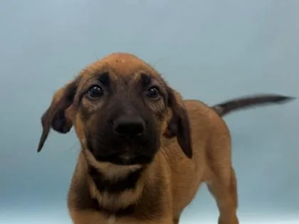 A baby large-sized female German Shepherd Dog dog named Gretchen for adoption in Woodbury, MN