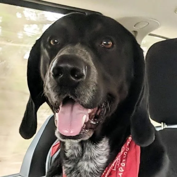 An adult large-sized male Hound dog named Hershel for adoption in Olean, NY