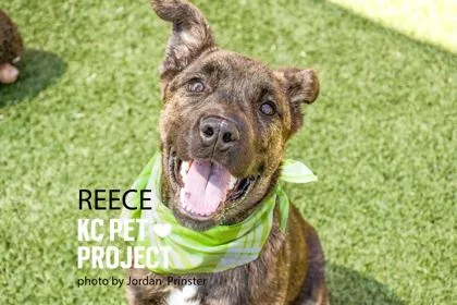 A young medium-sized male Black Mixed Breed dog named Reese for adoption in Kansas City, MO