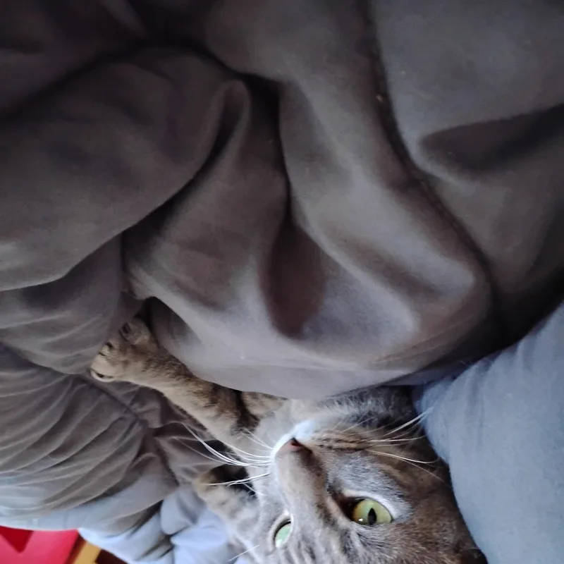 An adult medium-sized female Tabby (Gray / Blue / Silver) Domestic Short Hair cat named Trixie for adoption in Woodland, CA