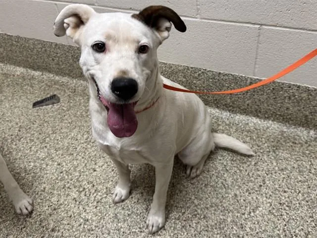 An adult medium-sized female Pit Bull Terrier dog named Bell for adoption in Colorado Springs, CO
