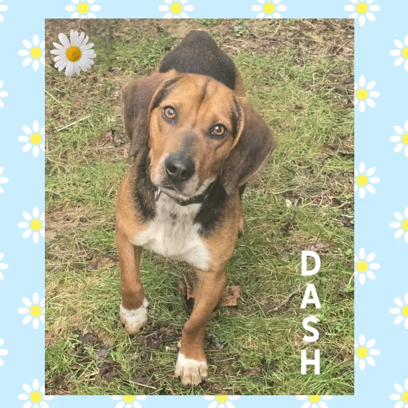 A young small-sized male Beagle dog named Dash for adoption in Mokena, IL