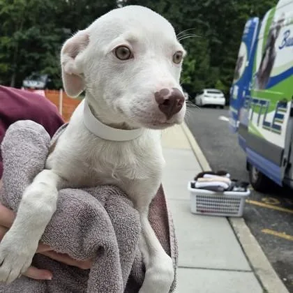 A baby small-sized male Mixed Breed dog named Red for adoption in Voorhees, NJ