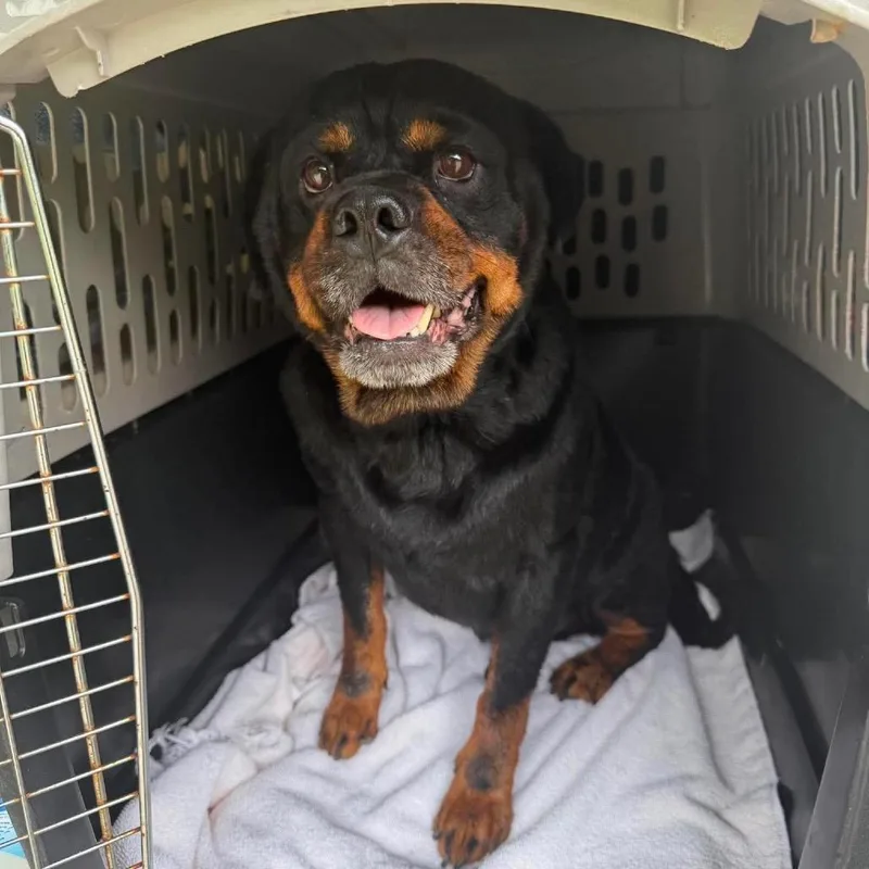 An adult medium-sized male Black Mixed Breed dog named Mater SH for adoption in Huntington, WV