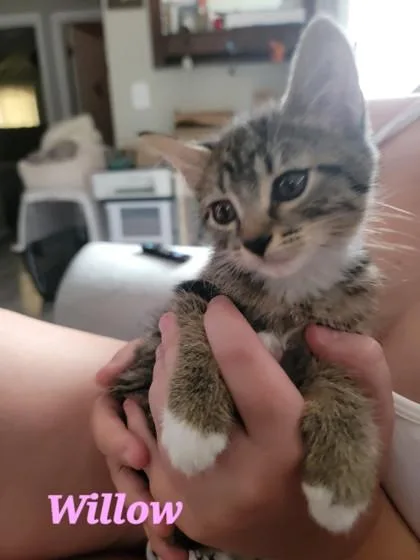 A baby small-sized female Domestic Short Hair cat named Willow for adoption in Independence, MO