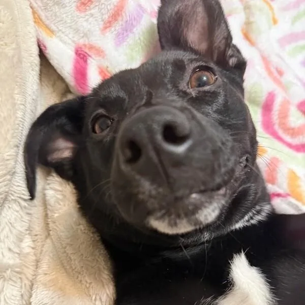 A young medium-sized female Black Pit Bull Terrier dog named Lilly Flower Ready To for adoption in Friendswood, TX