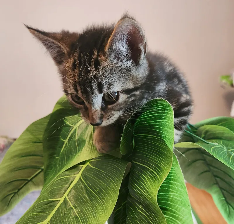 A baby medium-sized male Tabby (Gray / Blue / Silver) Domestic Short Hair cat named Marble for adoption in Avon, NY