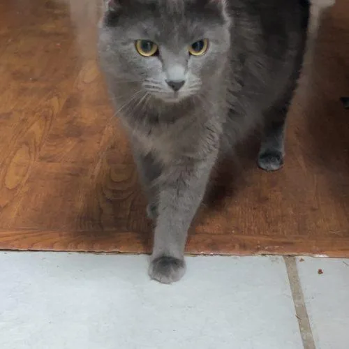 Bella