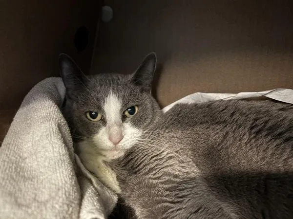A young medium-sized female Domestic Short Hair cat named Guppy for adoption in Ridgewood, NY