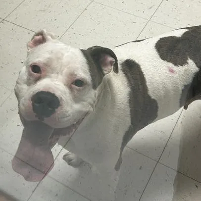 An adult large-sized female White / Cream Mixed Breed dog named Spare Change for adoption in Davenport, IA