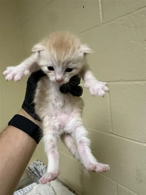 A baby small-sized female Domestic Short Hair cat named Cara Cara for adoption in Sacramento, CA