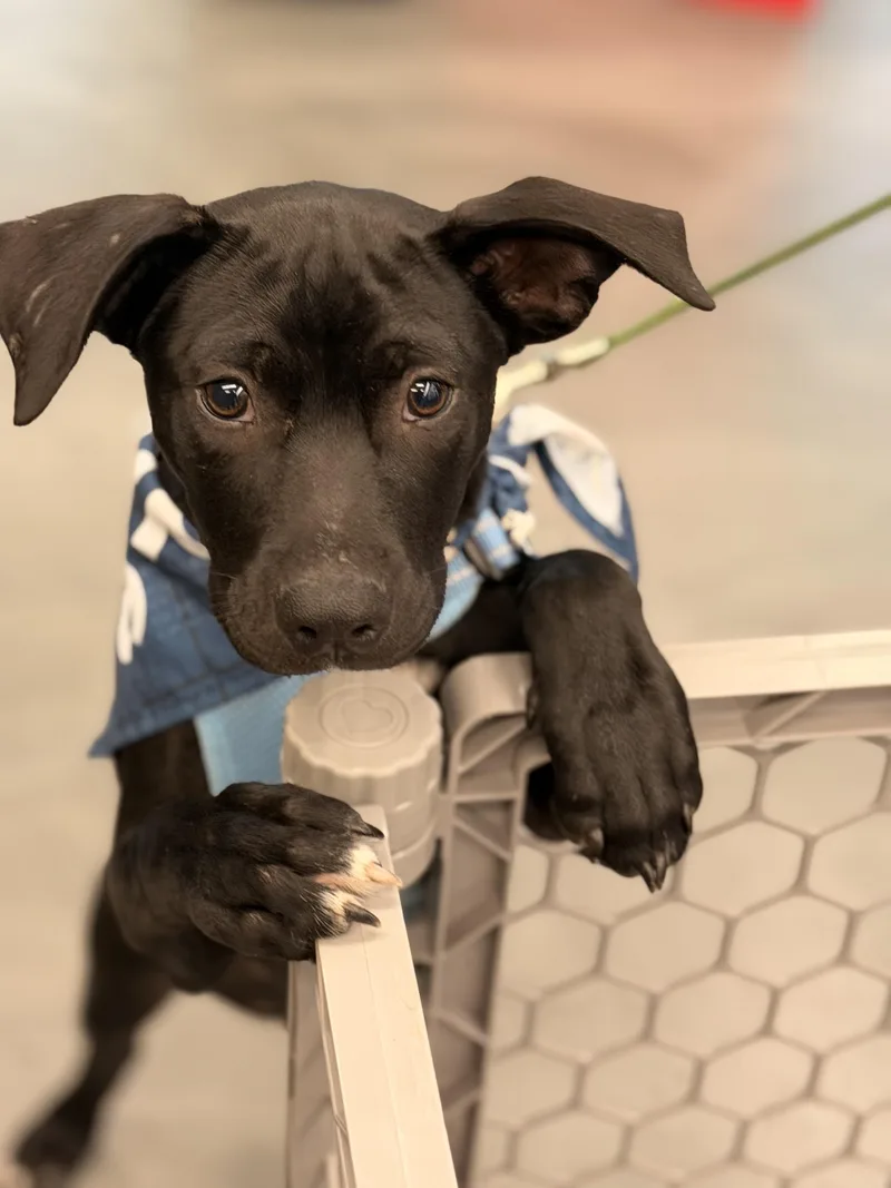 A young small-sized male Black Mixed Breed dog named Ori for adoption in Monona, WI