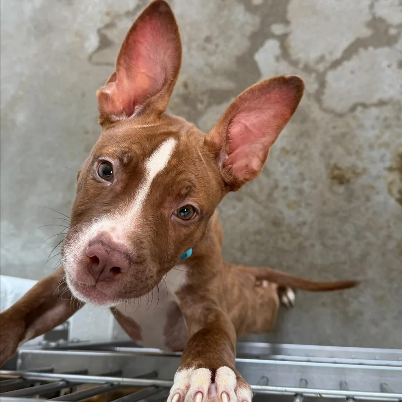 A baby small-sized female Brown / Chocolate Mixed Breed dog named Hiccup for adoption in Pittsburgh, PA