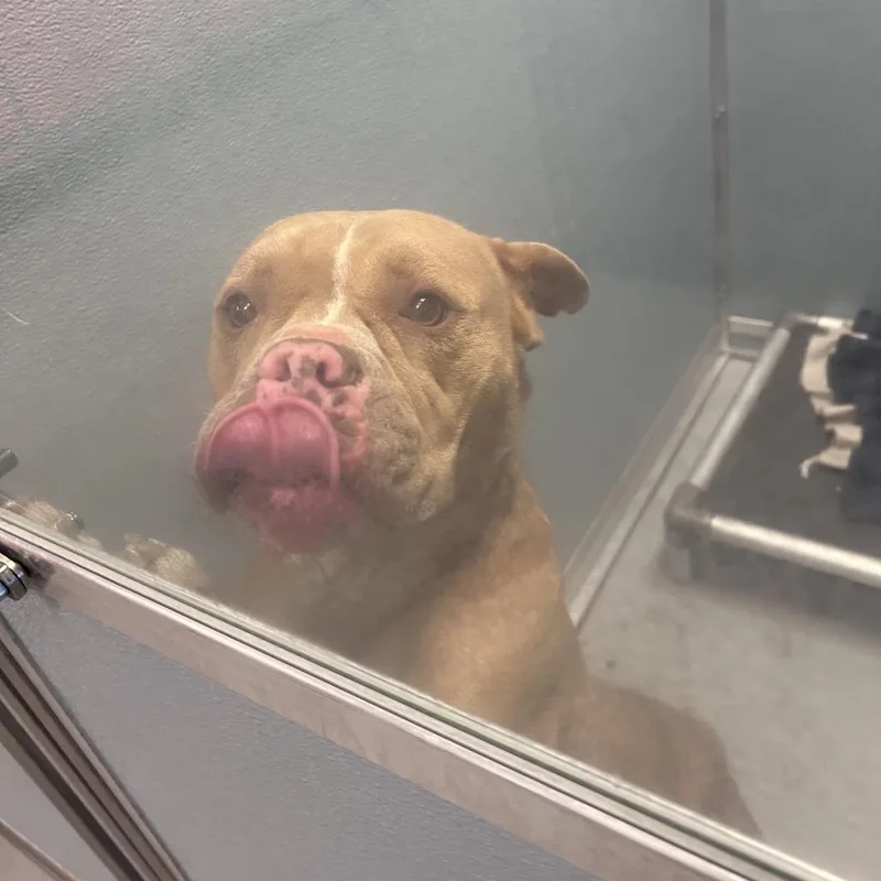 An adult medium-sized female Yellow / Tan / Blond / Fawn Mixed Breed dog named Aspen for adoption in Philadelphia, PA