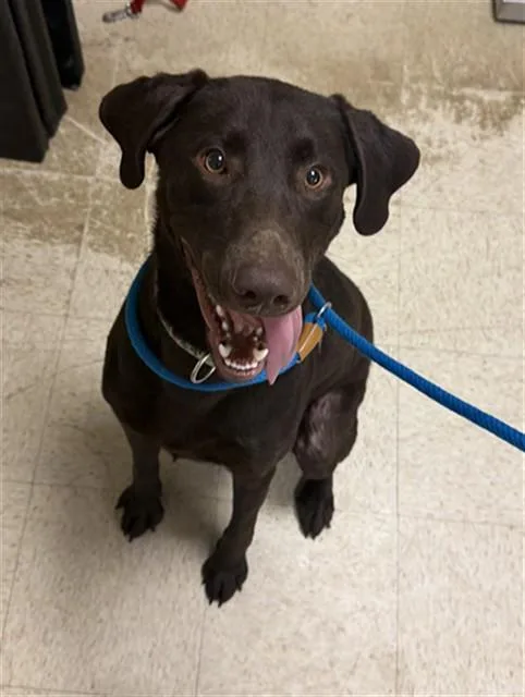 An adult large-sized male Labrador Retriever dog named Horus for adoption in Statesville, NC