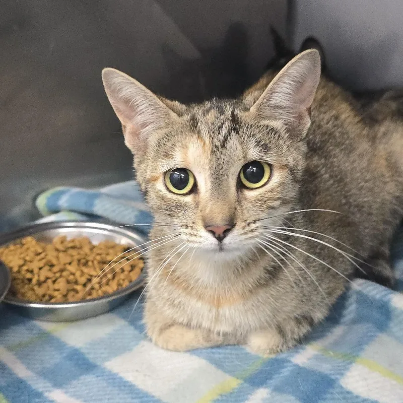 A young medium-sized female Tortoiseshell Domestic Short Hair cat named Lavender for adoption in Yanceyville, NC