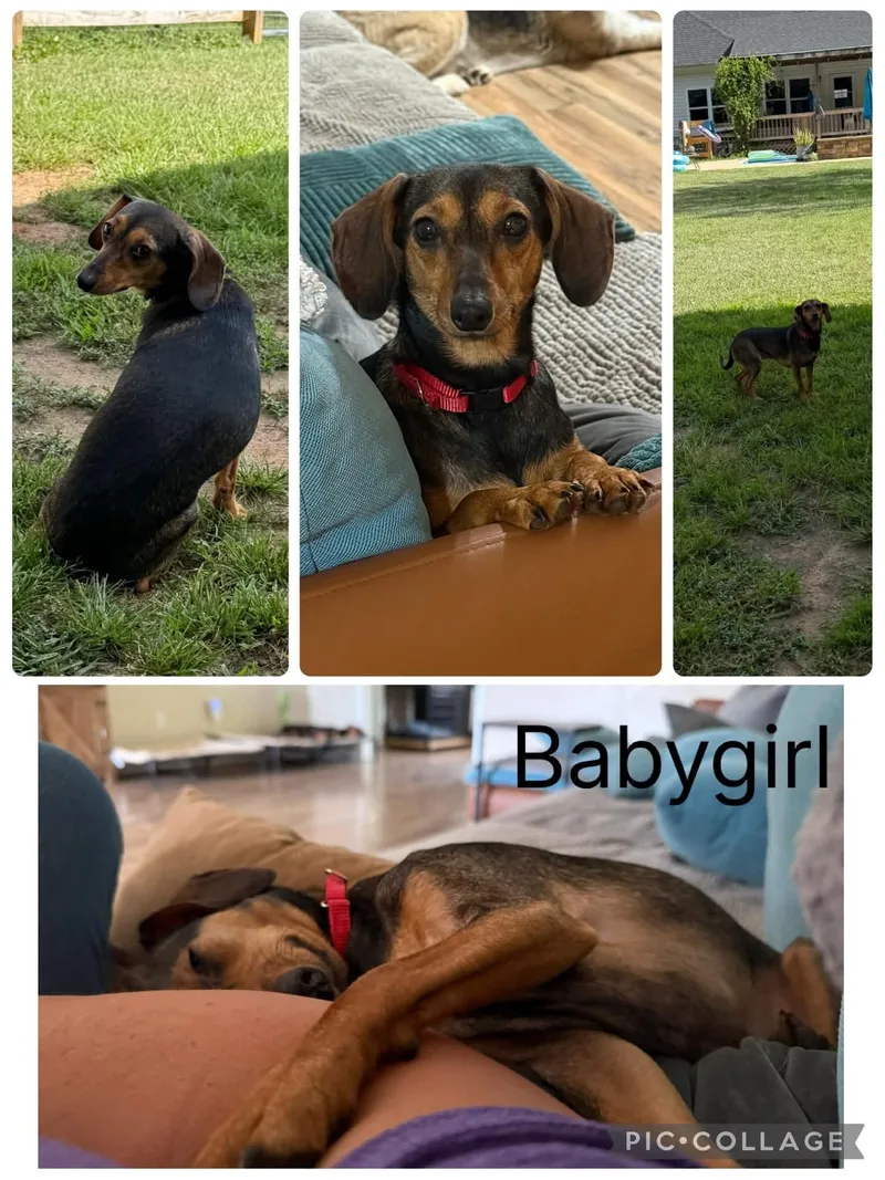A young small-sized female Bicolor Chiweenie dog named Babygirl for adoption in Enterprise, AL