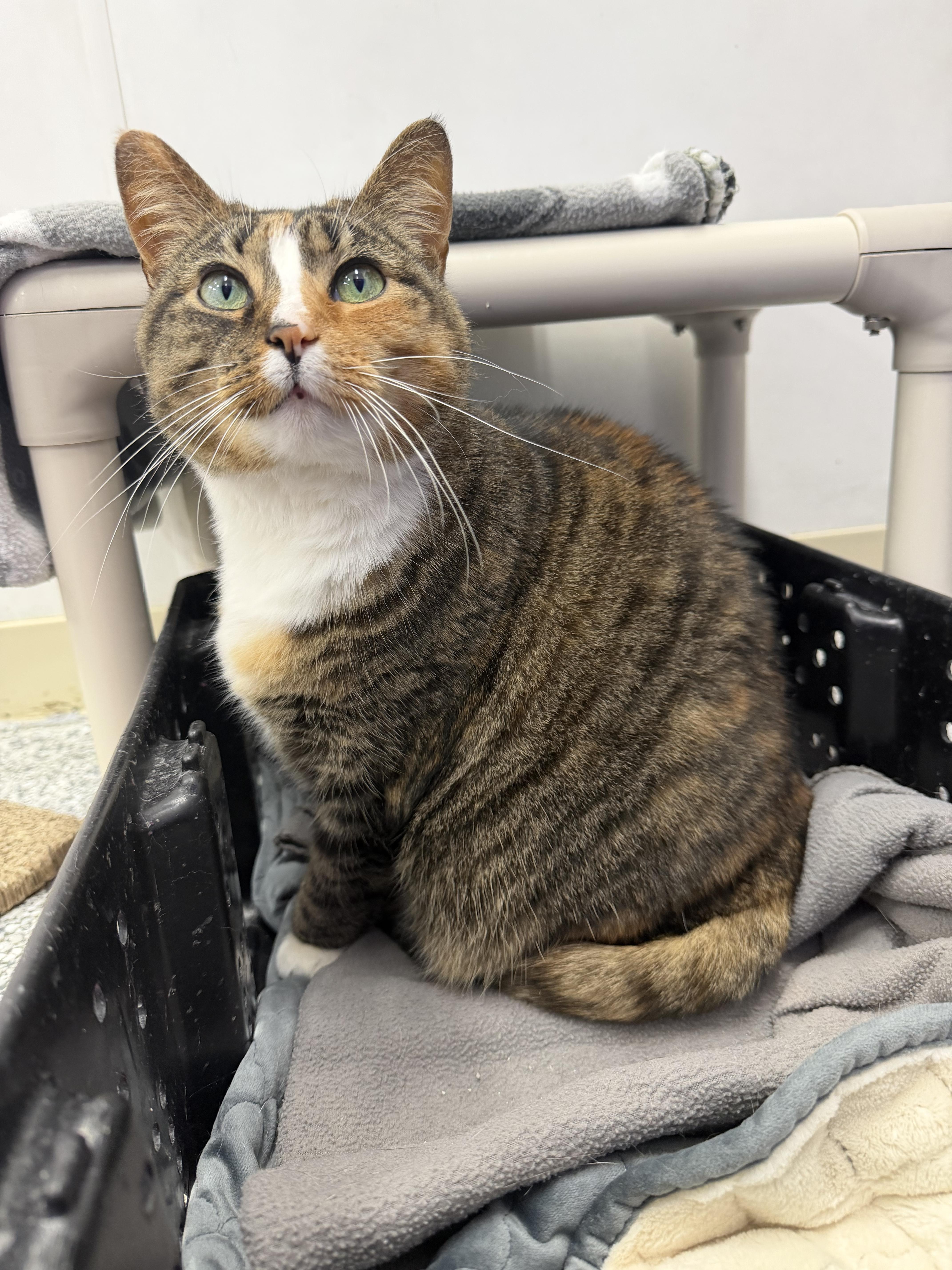 An adult medium-sized female Tabby (Brown / Chocolate) Domestic Short Hair cat named Sassy for adoption in Dunkirk, NY