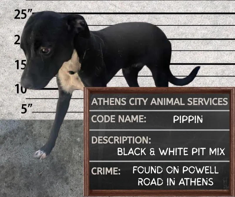 A baby medium-sized female Pit Bull Terrier dog named Pippin for adoption in Athens, AL