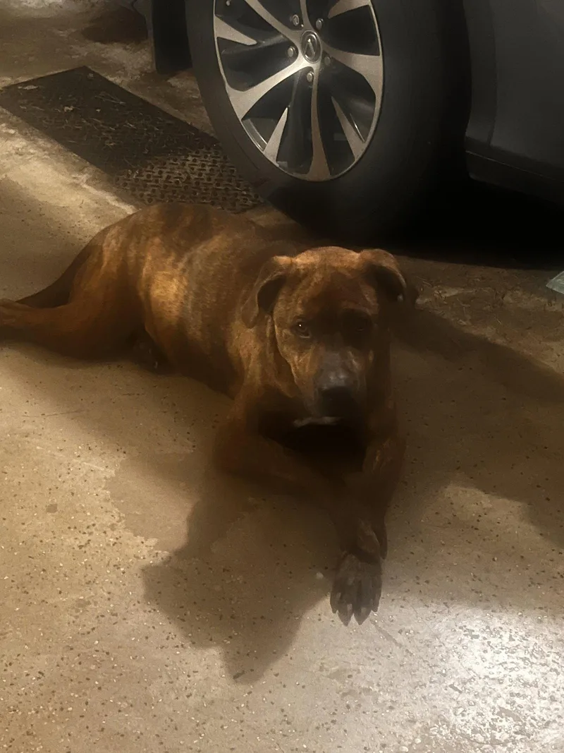 An adult large-sized male Plott Hound dog named Marley for adoption in Forest Hill, MD